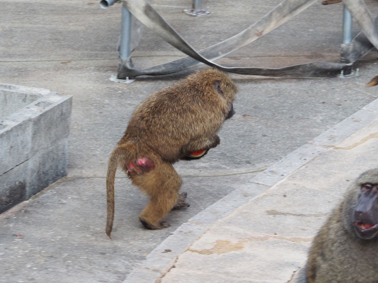 18日本モンキーセンター アヌビスヒヒ編 パート１９ ふさふさルール