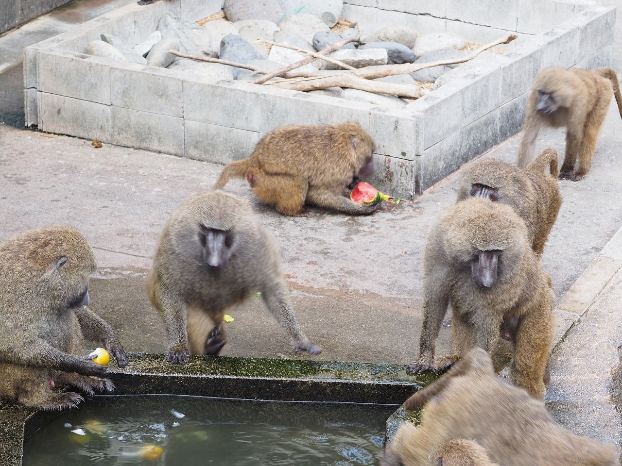 18日本モンキーセンター アヌビスヒヒ編 パート１９ ふさふさルール