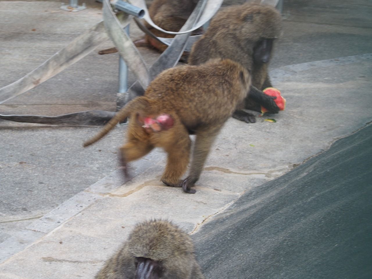 18日本モンキーセンター アヌビスヒヒ編 パート１９ ふさふさルール