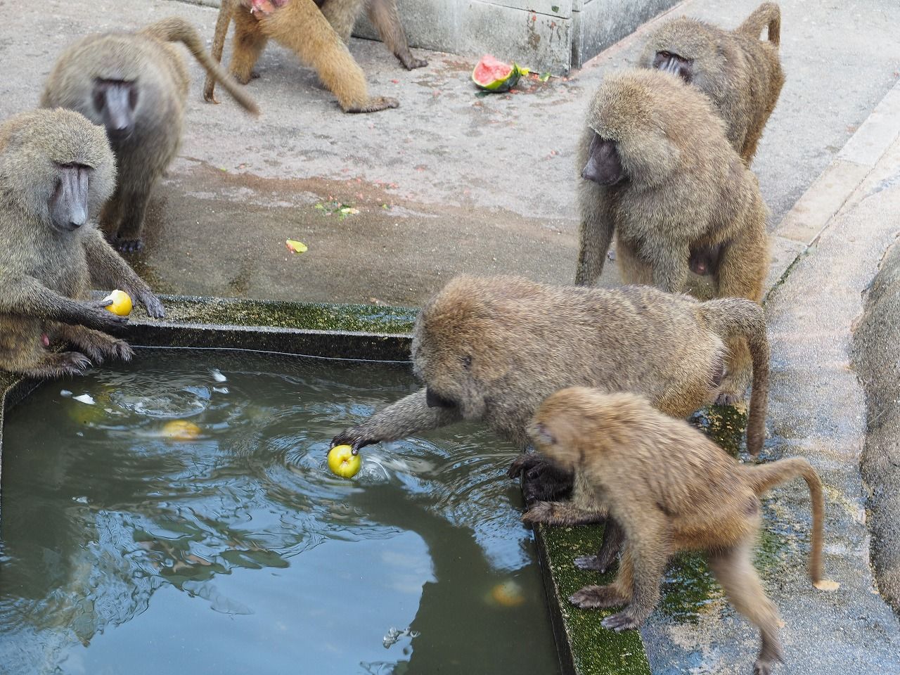 18日本モンキーセンター アヌビスヒヒ編 パート１９ ふさふさルール