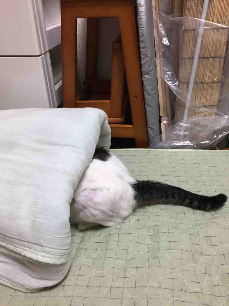 頭隠して尻隠さず 優樹菜の日記