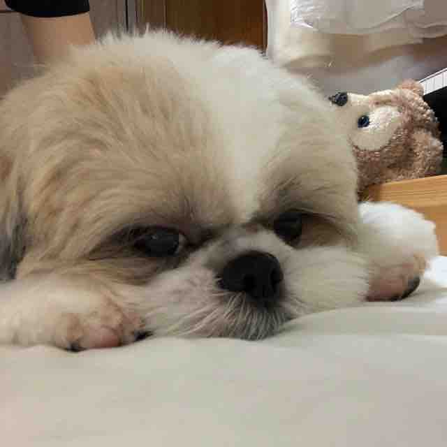 まだ眠いシーズー犬のレオン君 レオン君のパパの冒険 まだ眠いシーズー犬のレオン君 レオン君のパパの冒険