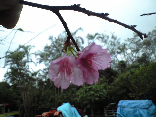 沖縄畑人ぶろぐJanuary 2009マルチの下では・・・さっぶい！桜も咲いたよまずは頭から始動梅が咲きましたいい正月で〜びる 2009