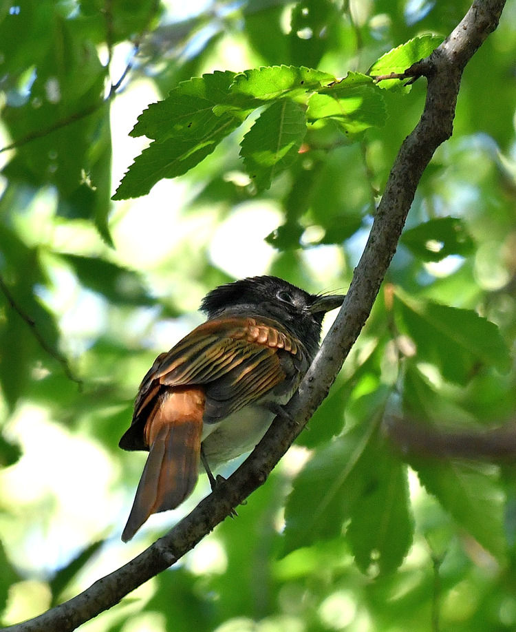 D5003_082076