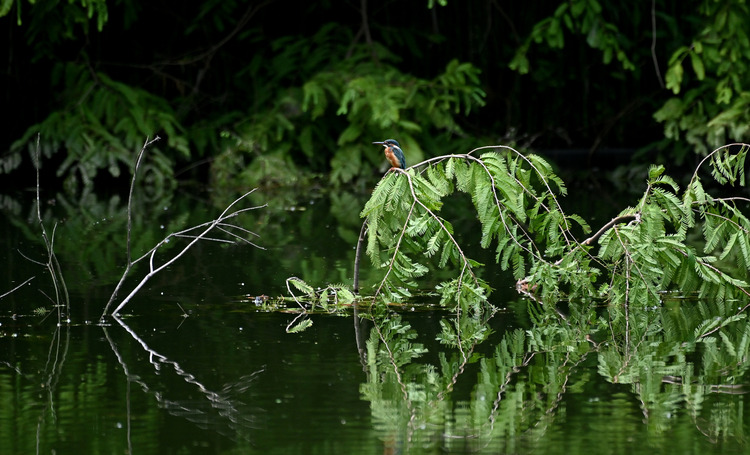 Z6ii1_105083