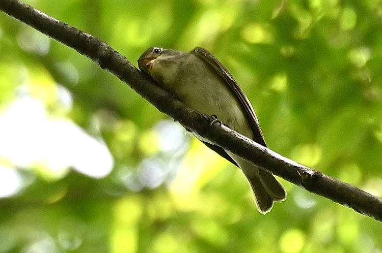 Z6ii1_105803