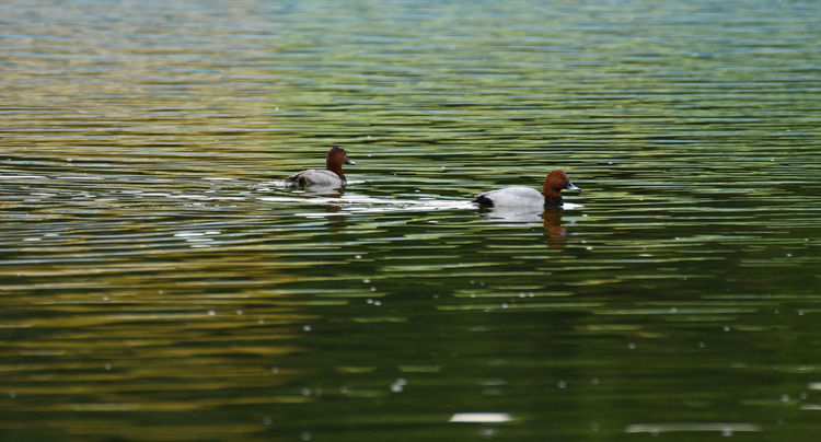 D5003_118051