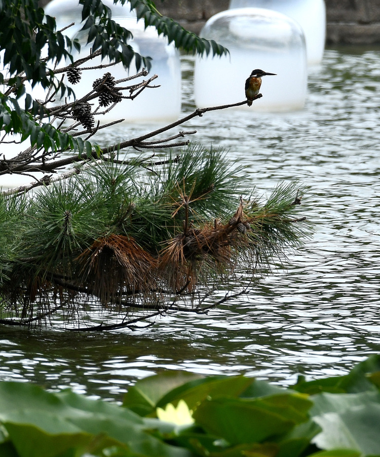 D5003_080195
