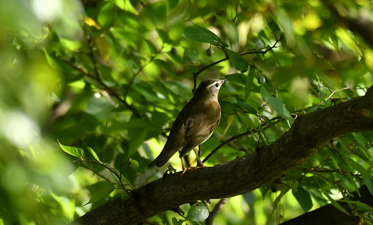 D5003_110050