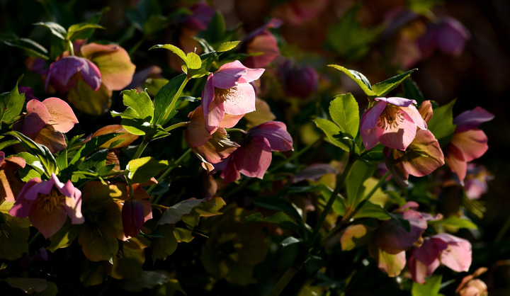 D5003_031619