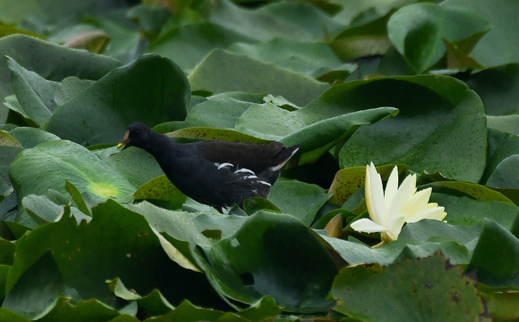 D5003_113581