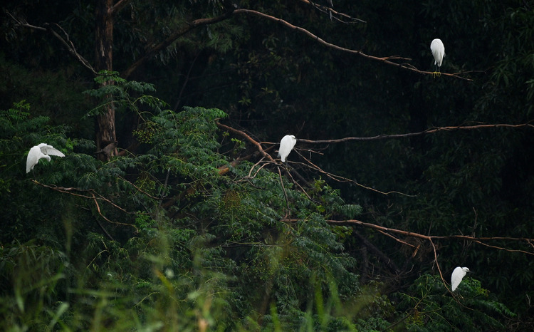 Z6ii1_108079