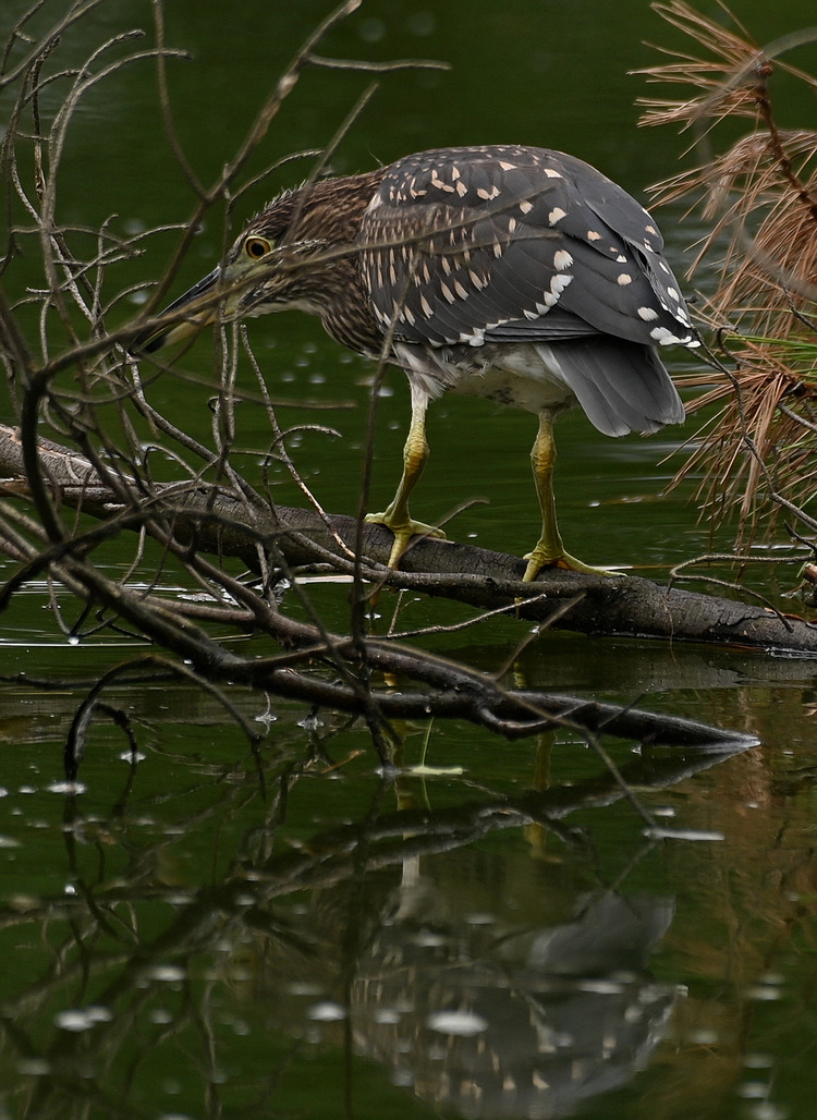 Z6ii1_104013