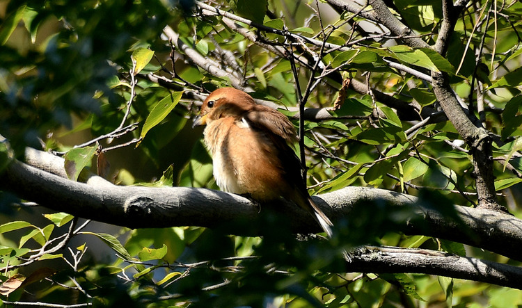 D5003_119020