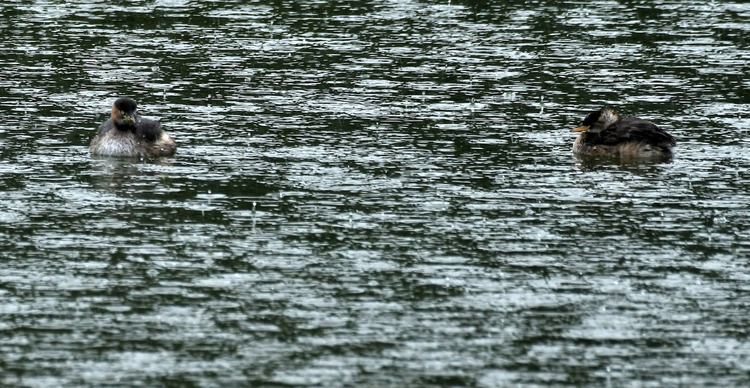 D5003_106576