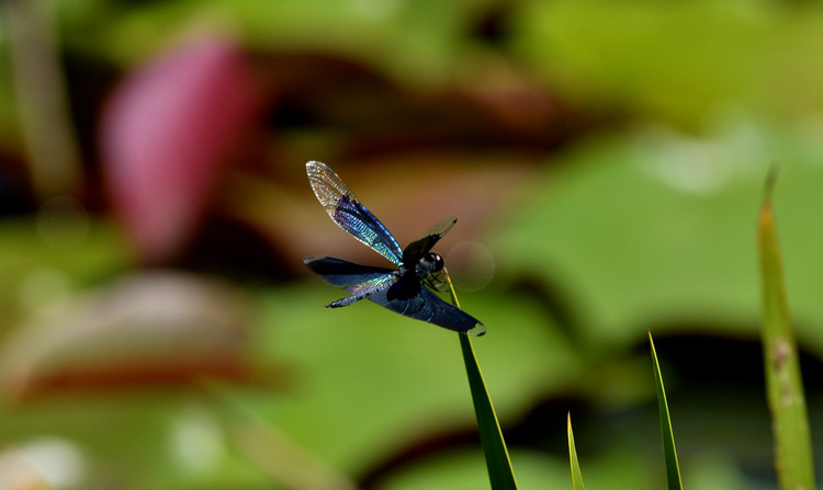 D5003_082186