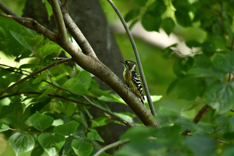 D5003_082292