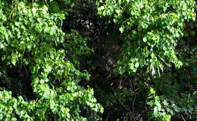 D5003_082390_00