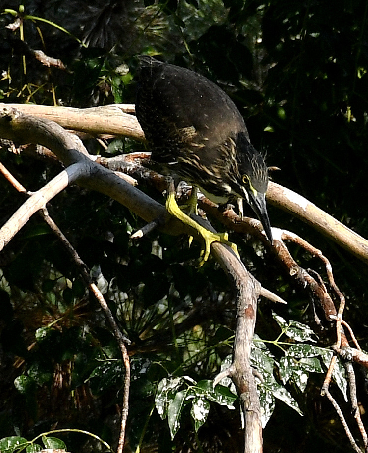D5003_086011