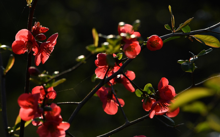 D5003_031662