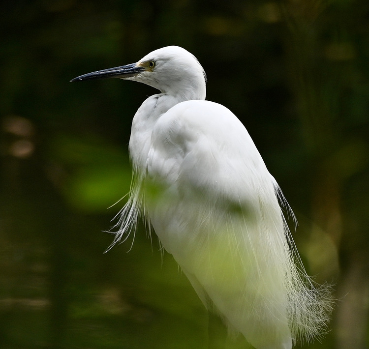 Z6ii1_109119