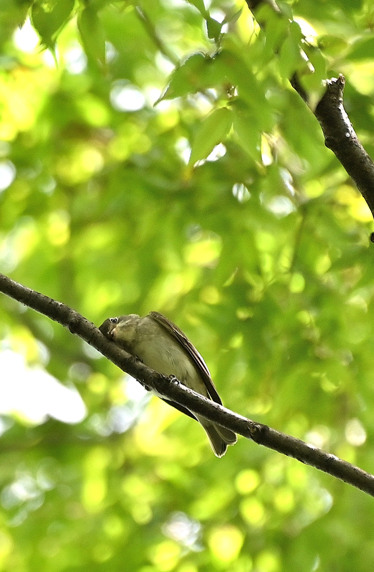 Z6ii1_105802