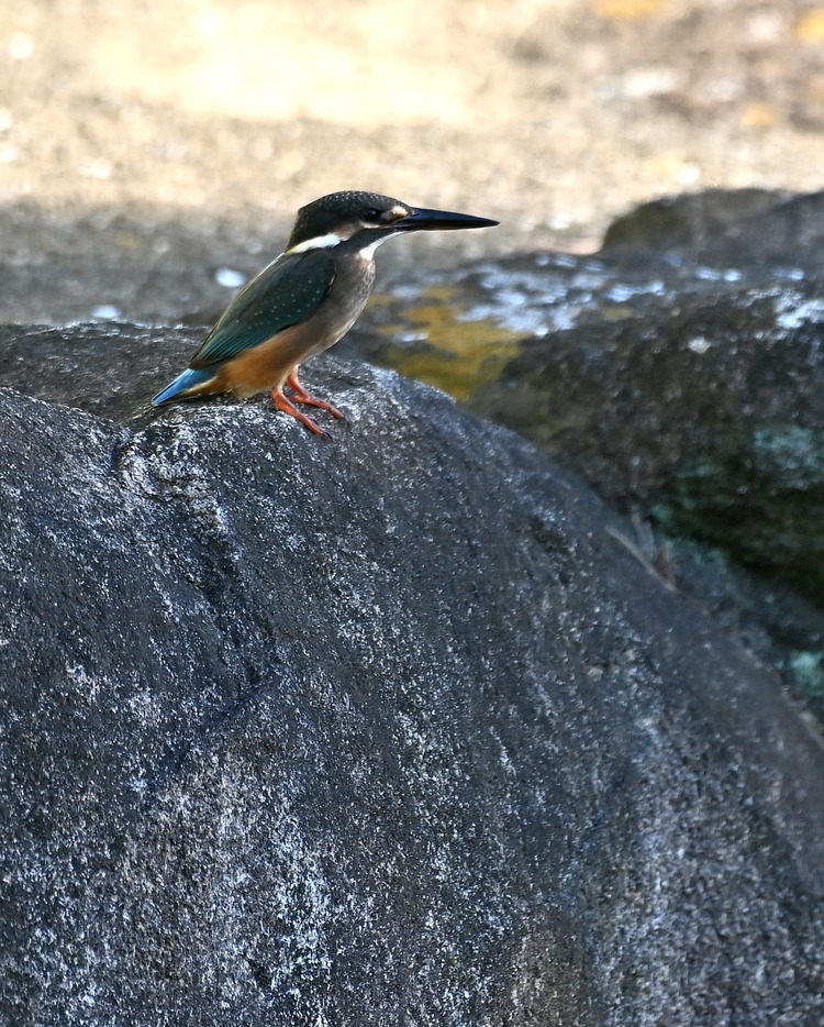 Z6ii1_110976