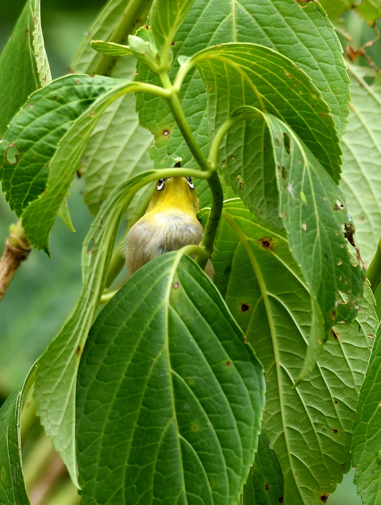 D5003_080577_00