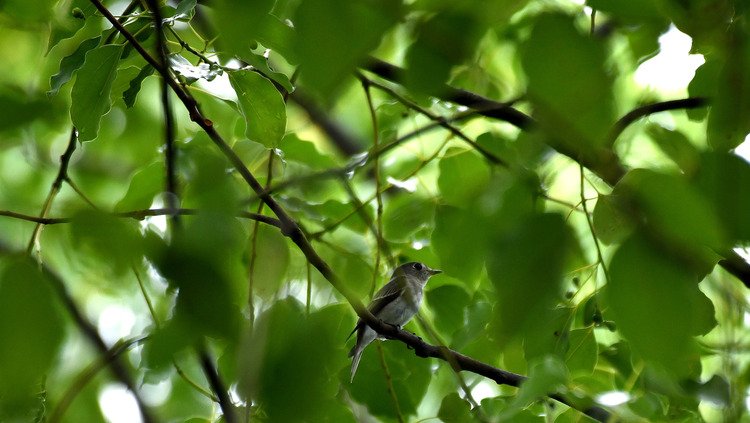 D5003_086172_00