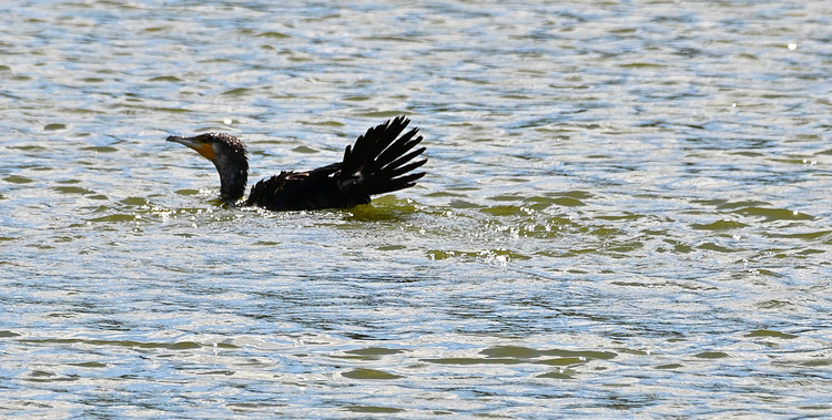 Z6ii1_101295