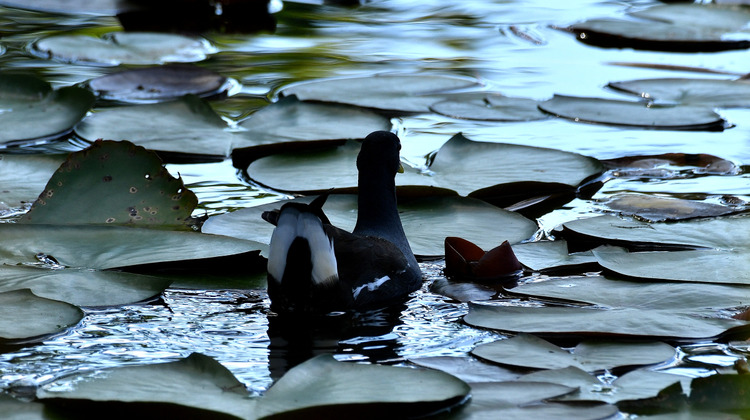 D5003_115295