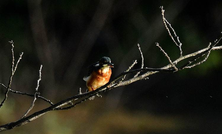 D5003_086086