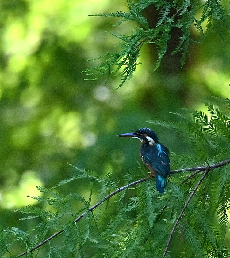 Z6ii1_110667