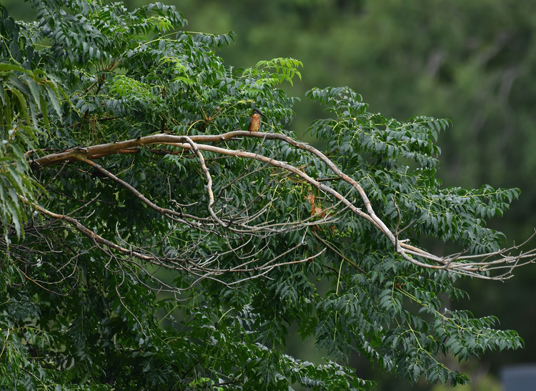 D5003_081487