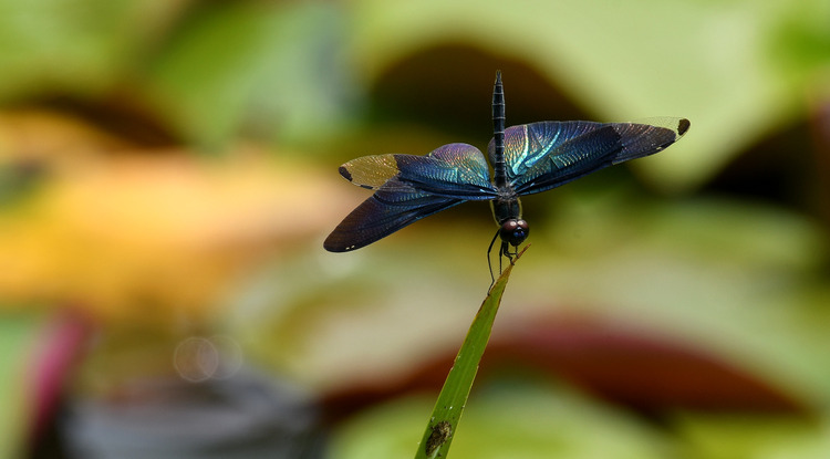 D5003_080180