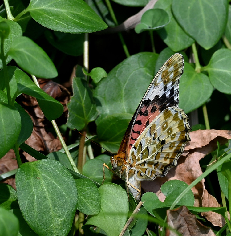 Z6ii1_127423