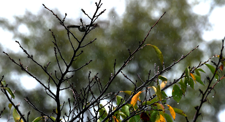 D5003_106690