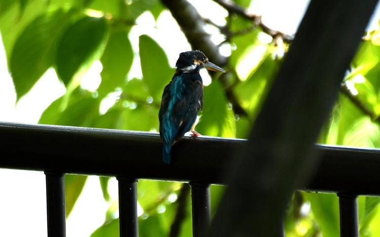 D5003_078886