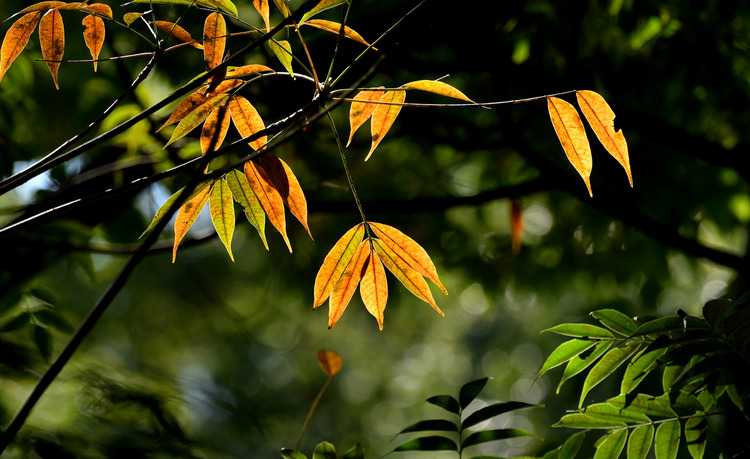 D5003_116510_00