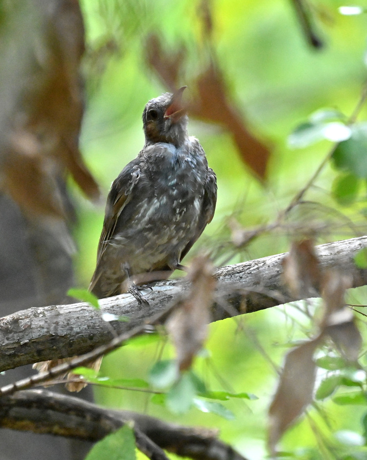 Z6ii1_101368