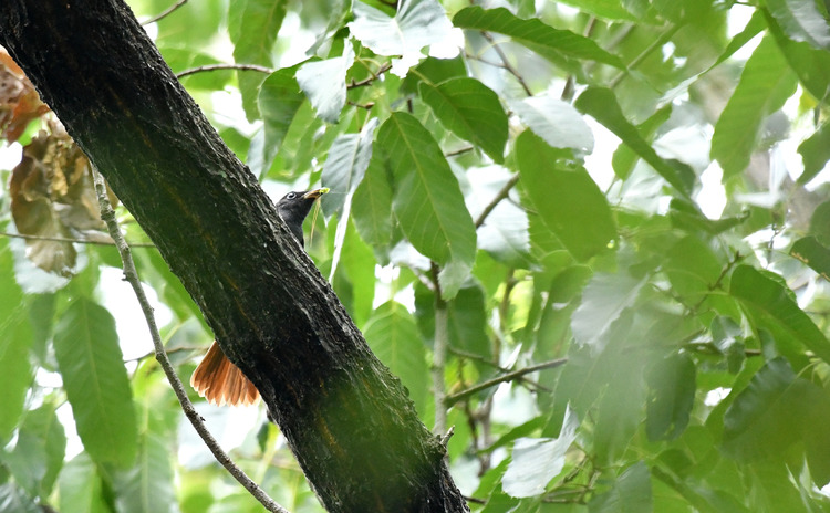 D5003_086397