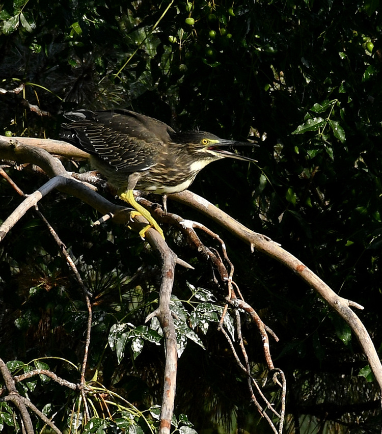 D5003_086014