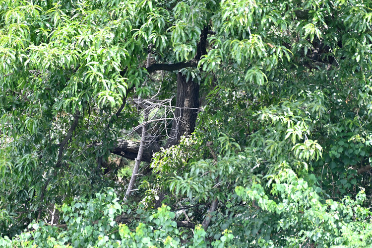 Z6ii1_099408