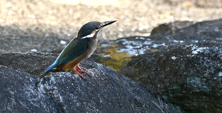 Z6ii1_110980