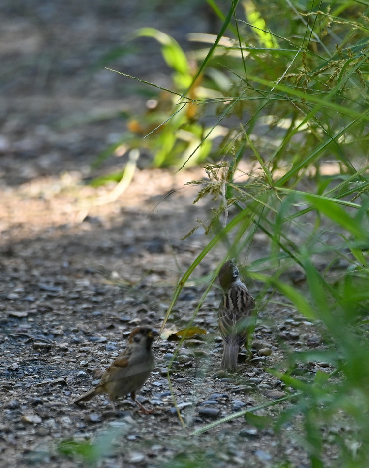 Z6ii1_105591