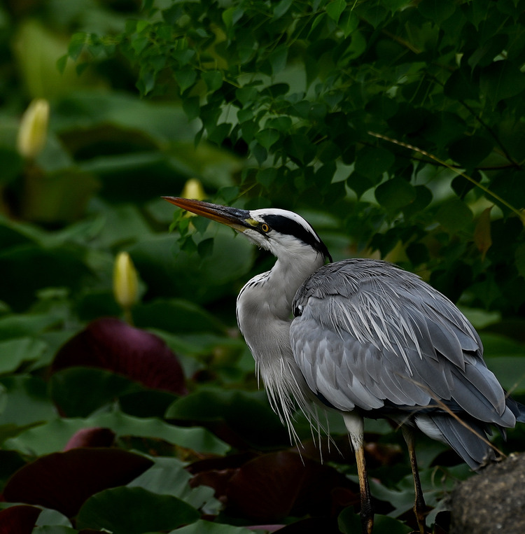 Z6ii1_111027