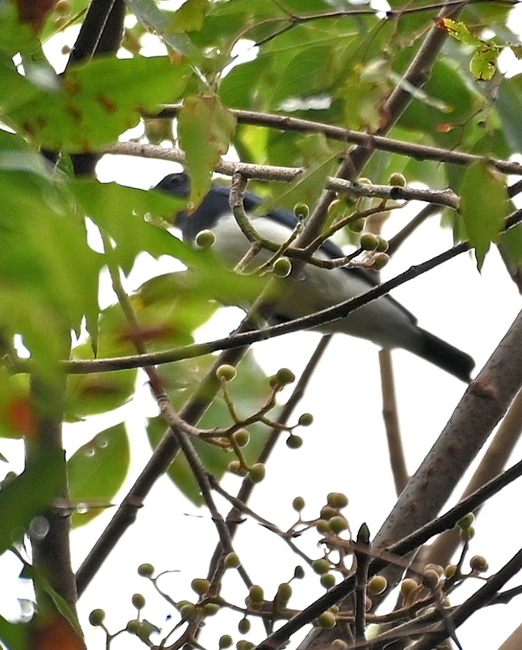 Z6ii1_129308