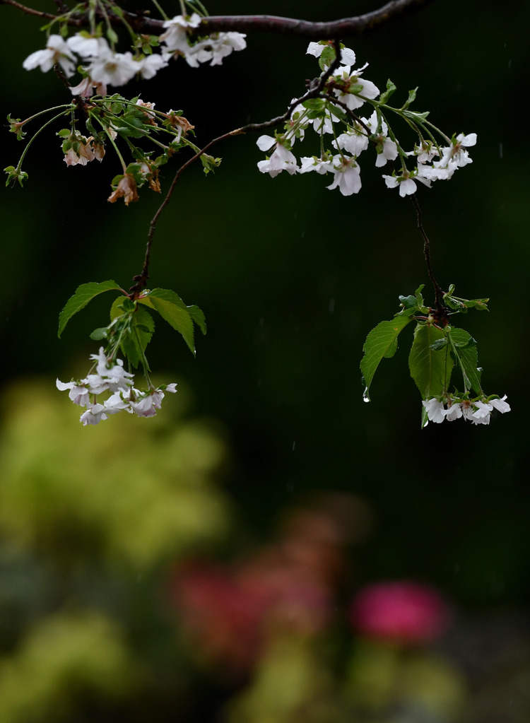 D5003_108378