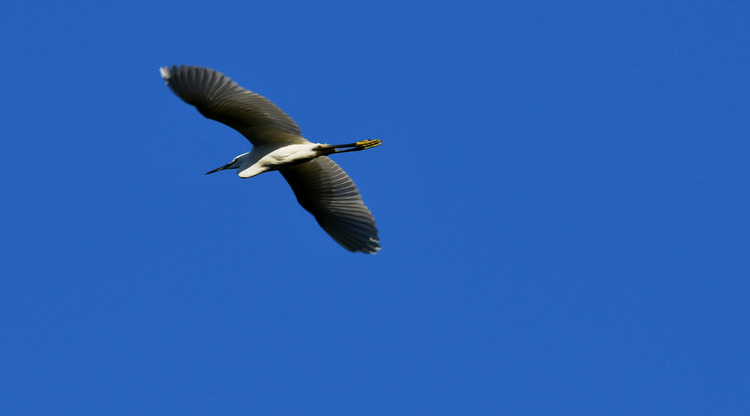 D5003_114767a