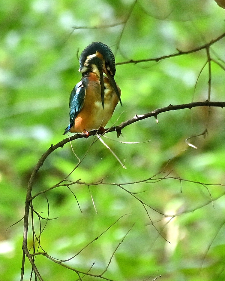 Z6ii1_100752